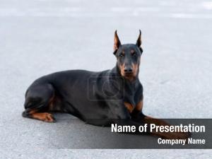 Doberman 