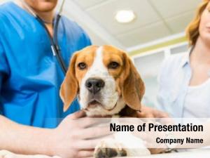 Veterinarian medicine pet care