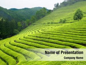 Tea Plantation PowerPoint Template