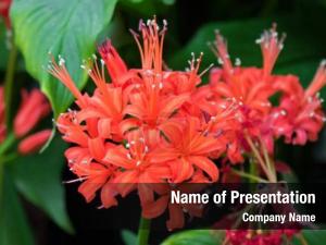 Radiata closeup lycoris flower (red