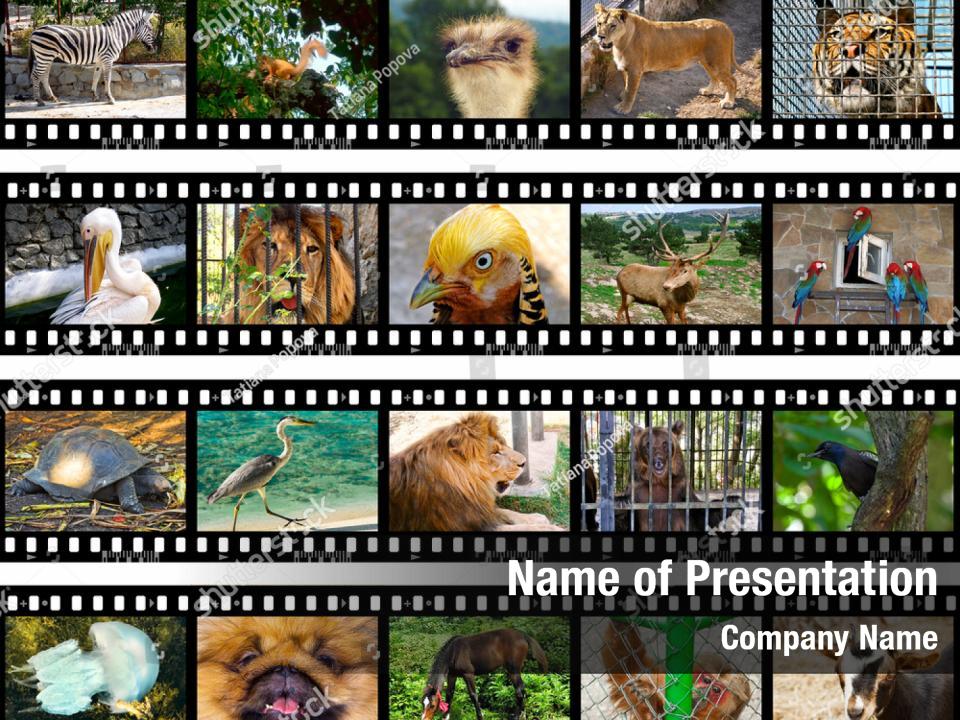 animal templates for microsoft powerpoint