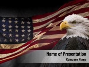 Eagle american bald symbol america