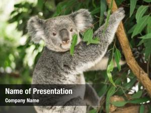 Tree koala eucalyptus outdoor 