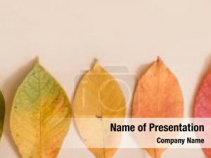 Layout banner creative colorful autumn