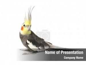 Cockatiel grey curious isolated white