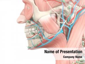 Anatomy human teeth  