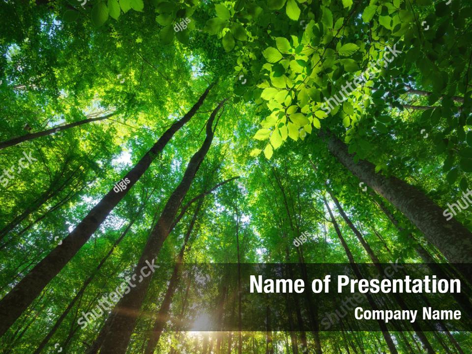 details-into-the-forest-powerpoint-template-details-into-the-forest