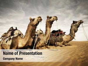 Thar camels resting desert, rajasthan,