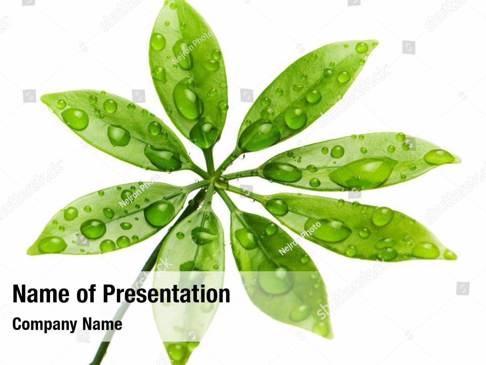 Freshness Green Leaves Of A Plant PowerPoint Template - Freshness Green ...