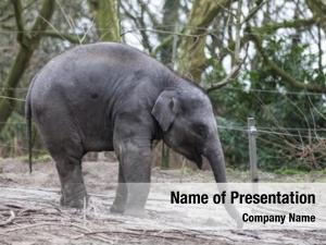 Zoo indian elephant aviary 