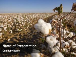 Ready cotton field harvest dead