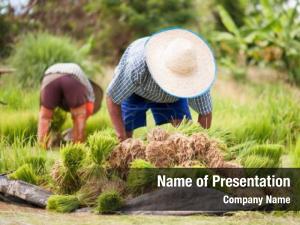 Transplant asian farmer rice seedlings
