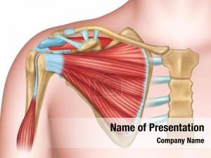 Shoulder anterior view anatomy 