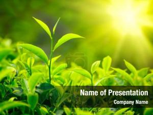 Bud green tea leaves  PowerPoint Template