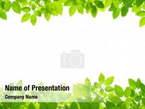 Green Leaves on Frame