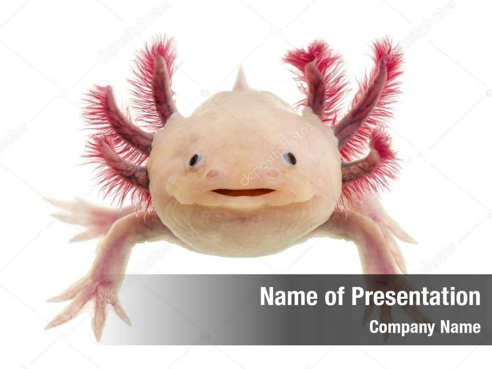 Axolotl (Ambystoma mexicanum) devant un fond blanc 