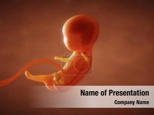 Baby formation fetus womb 