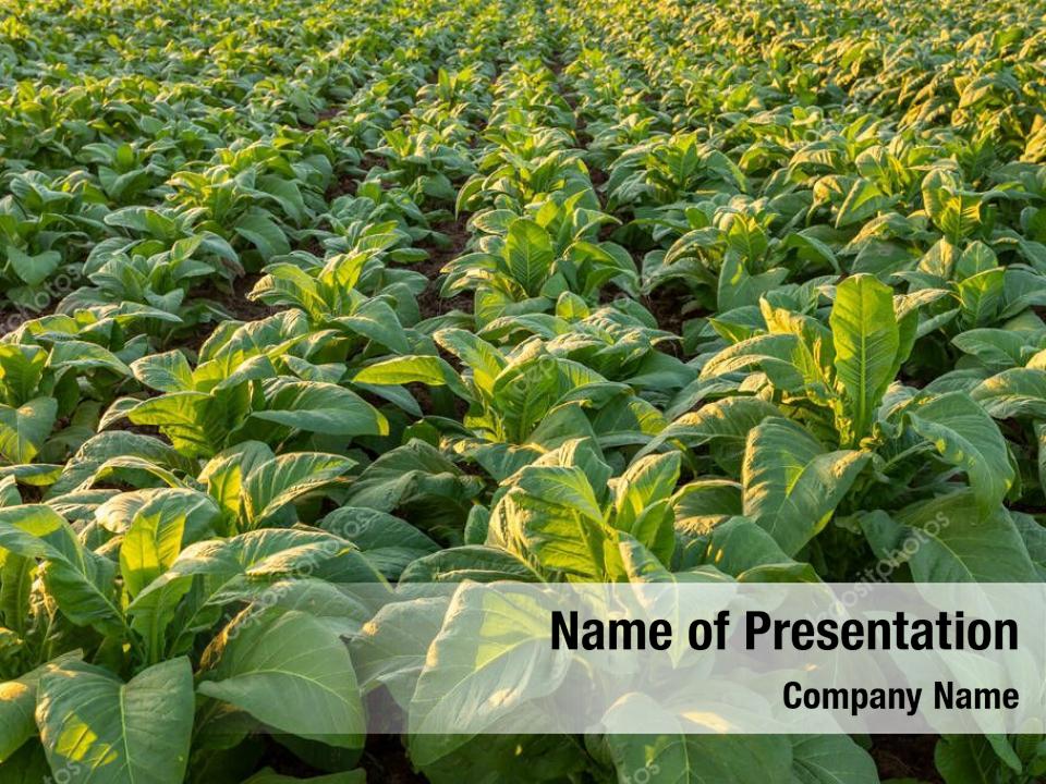 powerpoint presentation of tobacco plant