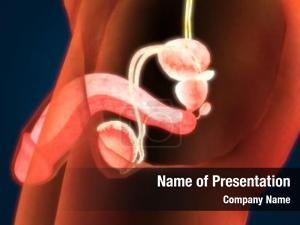 System male reproductive anatomy 