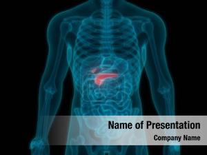 Digestive human internal organ pancreas