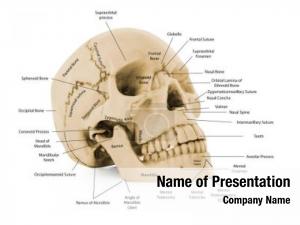 Skull As Anatomy Tutorial