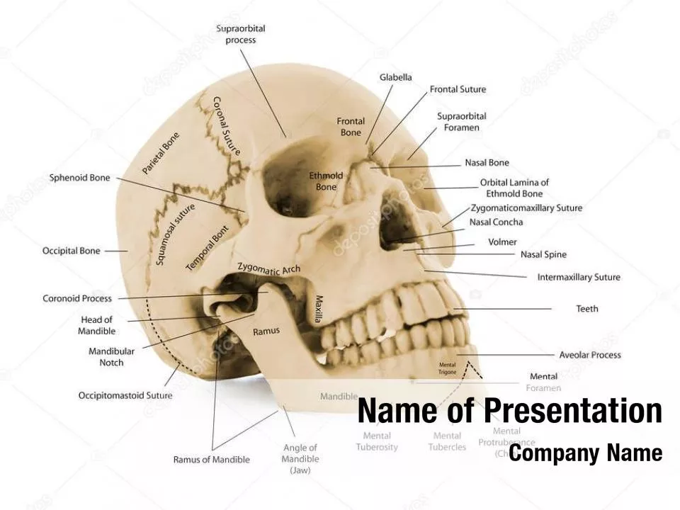 Skull As Anatomy Tutorial
