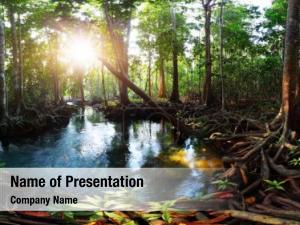 Peat mangrove trees swamp forest