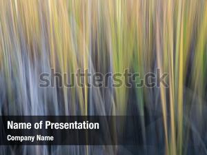 Reed on a lake powerpoint template