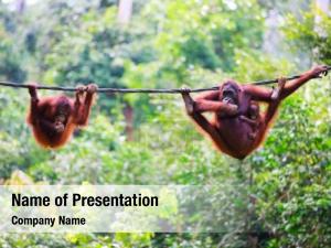 Child mother, baby orangutans sabah