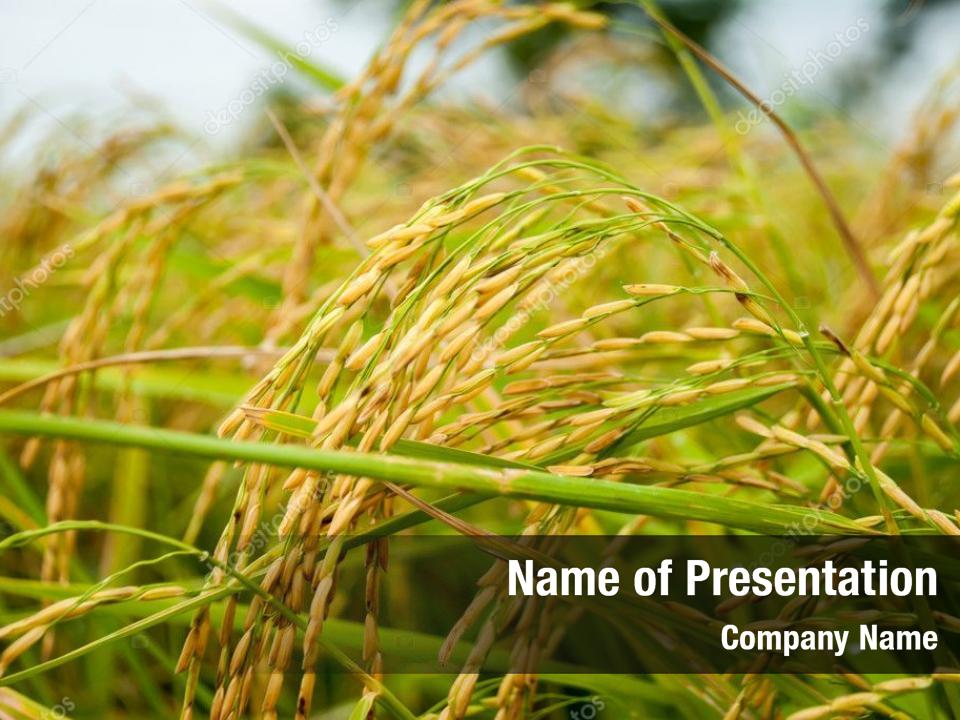 Agriculture green rice in the rice PowerPoint Template Agriculture