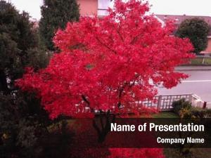 Acer red maple (acer rubrum)