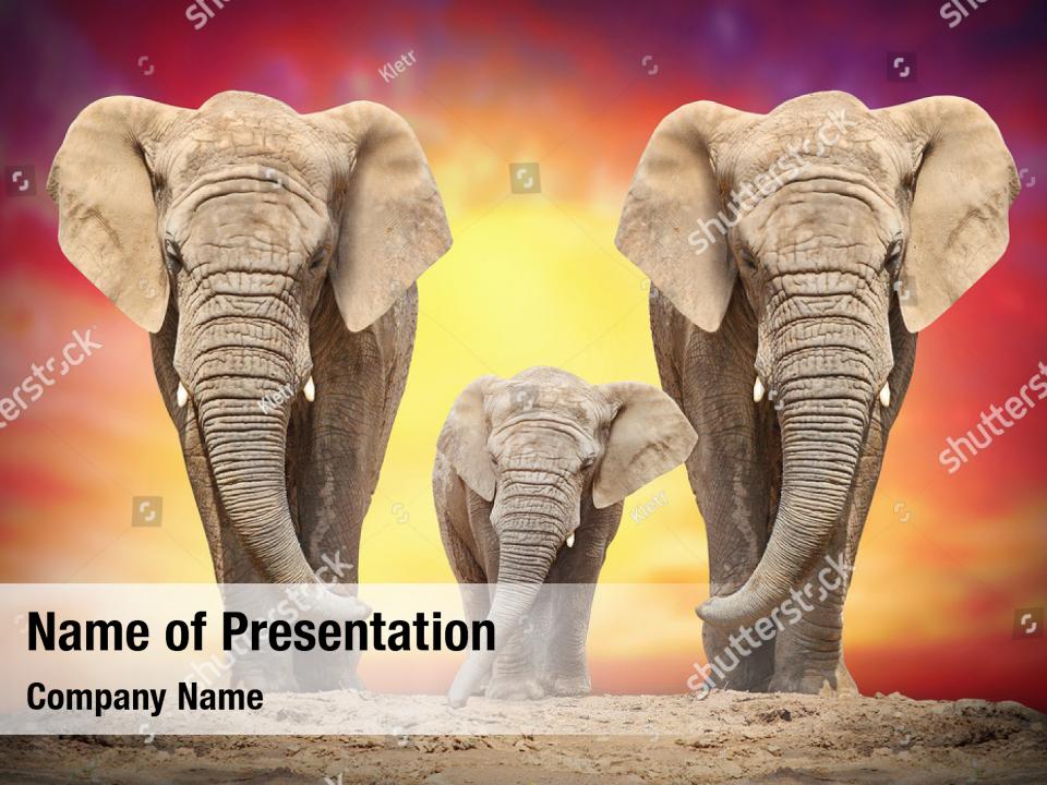 african-elephant-on-the-way-powerpoint-template-african-elephant-on