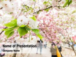 Flowers cherry blossom garden japan PowerPoint Template