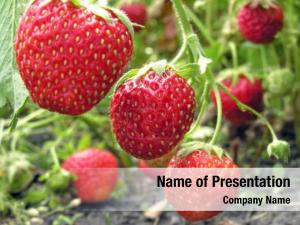 Strawberry Farming