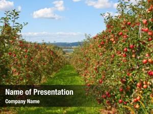 Farming apple organic landscape 