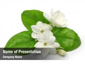 Jasminum arabian jasmine, sambac, flower