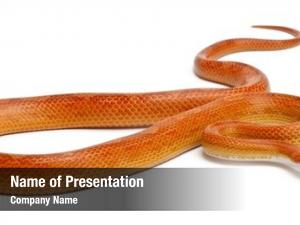 500 Snake Powerpoint Templates Powerpoint Backgrounds For Snake Presentation