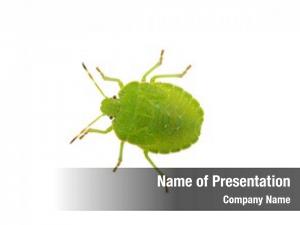 Cute Bug PowerPoint Templates - Cute Bug PowerPoint Backgrounds ...