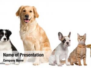 Pets PowerPoint Templates - Pets PowerPoint Backgrounds, Templates for ...