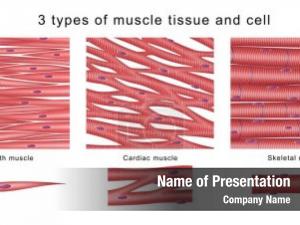 Tissue types muscle human body PowerPoint Template