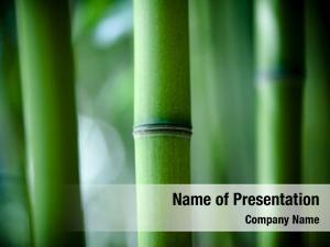 Zen bamboo 