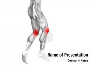 Human conceptual knee anatomy red