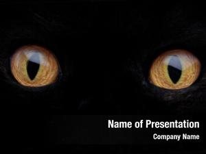 Eyes black cat  