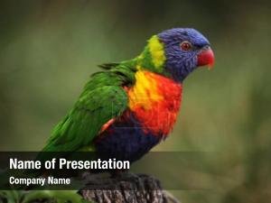Australian Parrot