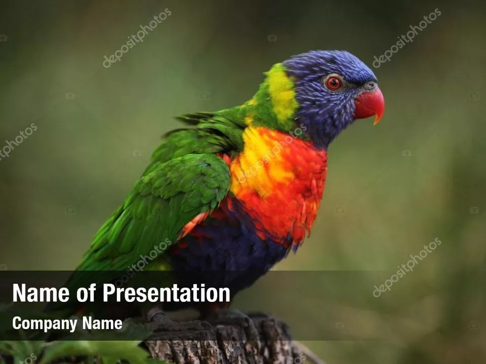 Australian Parrot