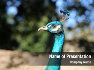 Peacock PowerPoint Templates - Peacock PowerPoint Backgrounds ...