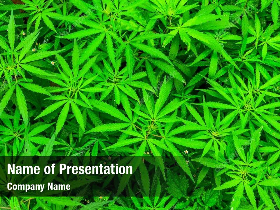 Cannabis leaf with smoking PowerPoint Template Cannabis leaf with
