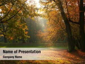 Through sun shines tree PowerPoint Template - Through sun shines tree ...