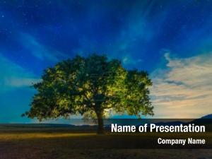 Lonely Tree On The Summer Meadow PowerPoint Template