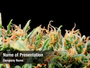 Marijuana PowerPoint Template